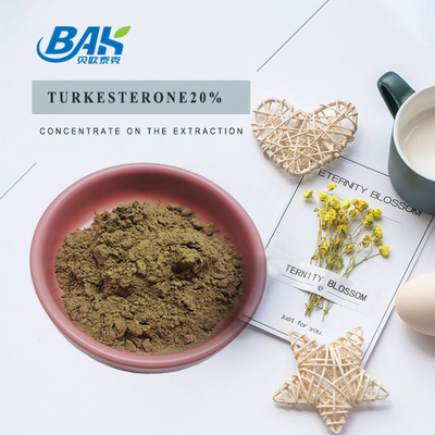 Ajuga Turkestanica Extract Turkesterone ผง 20%