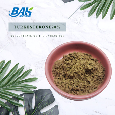 Ajuga Turkestanica Extract Turkesterone ผง 20%