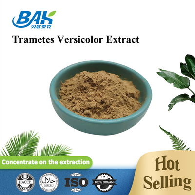 10% - 50% Trametes Versicolor Extract Powder อาหารเสริมสารสกัดเห็ด
