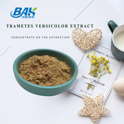 10% - 50% Trametes Versicolor Extract Powder อาหารเสริมสารสกัดเห็ด