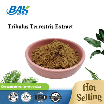 ผงสารสกัด Tribulus Terrestris ธรรมชาติราคาดีที่สุด
