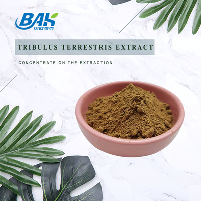 ผงสารสกัด Tribulus Terrestris ธรรมชาติราคาดีที่สุด
