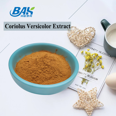 10% -50% สารสกัดจากเห็ด Coriolous Versicolor เสริมผงสีเหลืองสีน้ำตาล