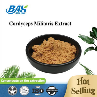 Cordyceps Militaris Extract อาหารเสริมป้องกันตับ 1% - 6% Cordycepin Powder
