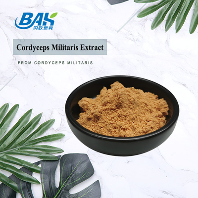 Cordyceps Militaris Extract อาหารเสริมป้องกันตับ 1% - 6% Cordycepin Powder