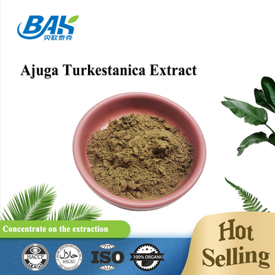 สารสกัดจาก Ajuga Turkestanica 2% -20%