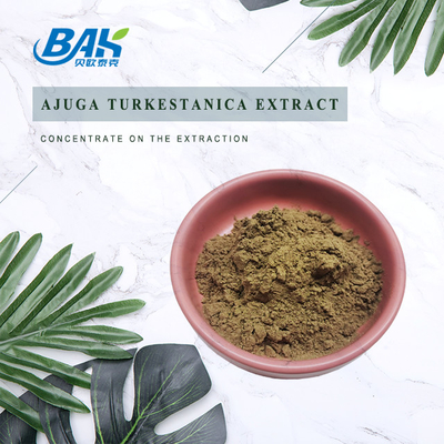 สารสกัดจาก Ajuga Turkestanica 2% -20%