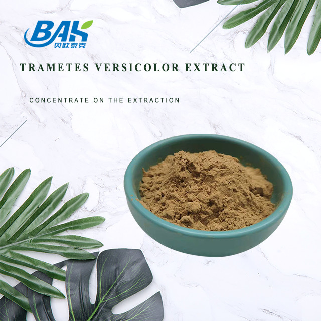 10% - 50% Trametes Versicolor Extract Powder อาหารเสริมสารสกัดเห็ด