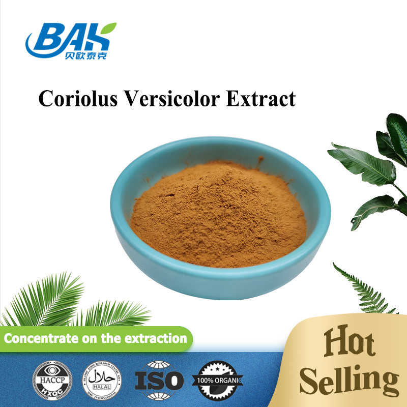 10% -50% สารสกัดจากเห็ด Coriolous Versicolor เสริมผงสีเหลืองสีน้ำตาล